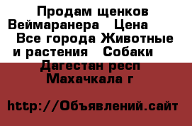 Продам щенков Веймаранера › Цена ­ 30 - Все города Животные и растения » Собаки   . Дагестан респ.,Махачкала г.